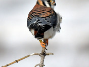 American Kestrel