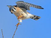 American Kestrel