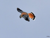 American Kestrel