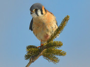 American Kestrel