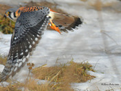 American Kestrel