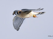 American Kestrel
