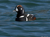Harlequin Duck 