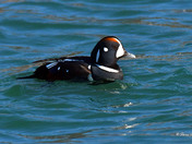 Harlequin Duck 