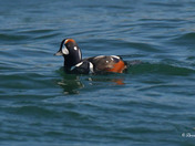 Harlequin Duck 