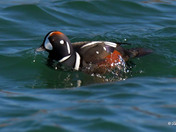 Harlequin Duck 