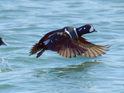 Harlequin Duck 