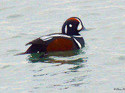 Harlequin Duck 