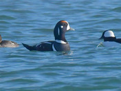 Harlequin Duck 