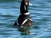 Harlequin Duck 