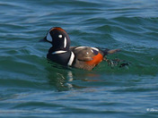 Harlequin Duck 