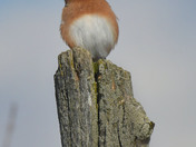 Eastern Bluebird