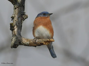 Eastern Bluebird