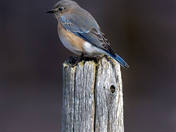 Eastern Bluebird