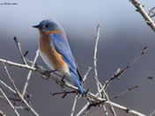 Eastern Bluebird