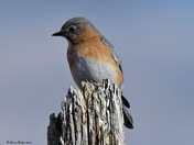 Eastern Bluebird