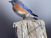Eastern Bluebird