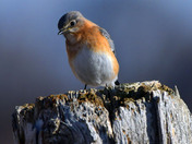Eastern Bluebird