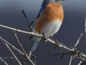 Eastern Bluebird