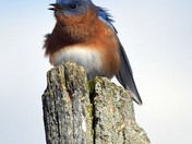 Eastern Bluebird