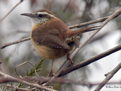 Carolina Wren