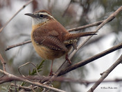 Carolina Wren