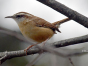 Carolina Wren
