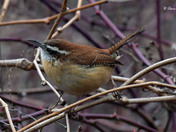Carolina Wren
