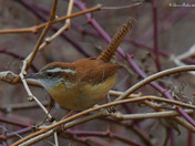 Carolina Wren
