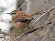 Carolina Wren