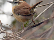 Carolina Wren