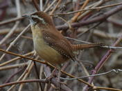 Carolina Wren