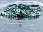 Diver Below