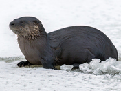 River Otter