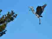 Nest building Great Blue Heron.