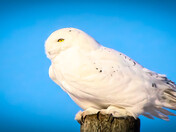 White Raptor