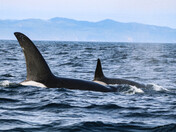 Orcas swimming off the coast of Vancouver Island