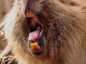 Beaver showing his true colours