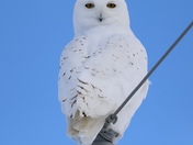 Snowy Owl giving me the death stare