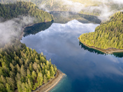 Where the forest meets the ocean