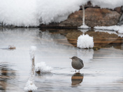 American dipper