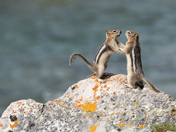 Sparring