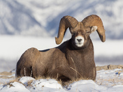Bighorn ram