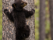 Did I climb high enough mum?