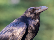 Raven