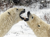 Polar Bear
