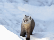 Pine Marten