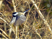 Chickadee On the Wing