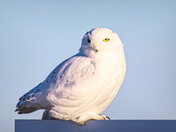 Beauty Snowy Surprise