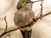 ANNAS Hummingbird morning sun